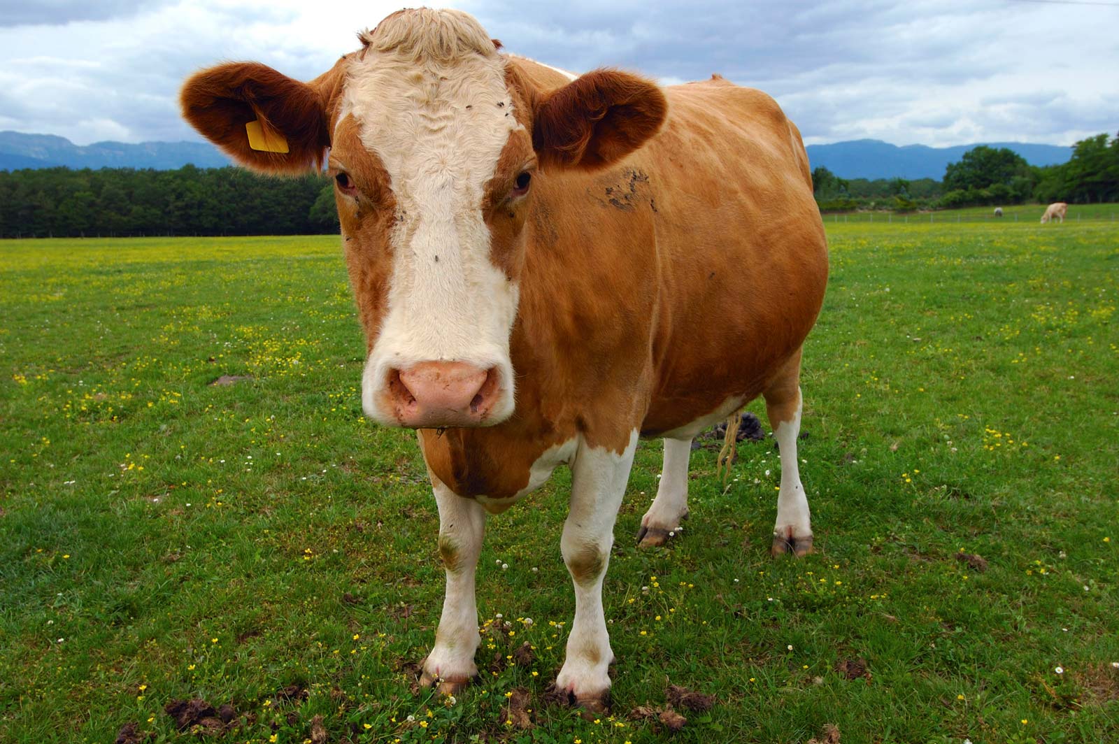 Beef/Veal
